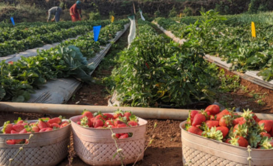 Strawberry Farm