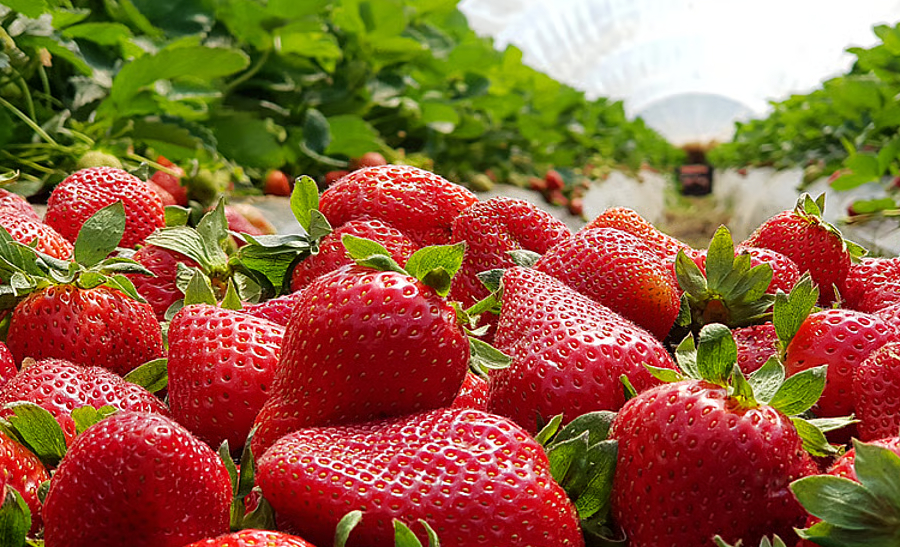 Strawberry Factory